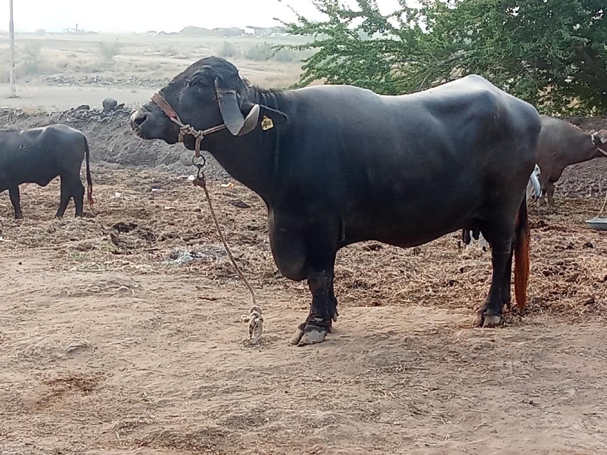 ભેંસ વેચાય છે વેતર બીજુવિયાછે
