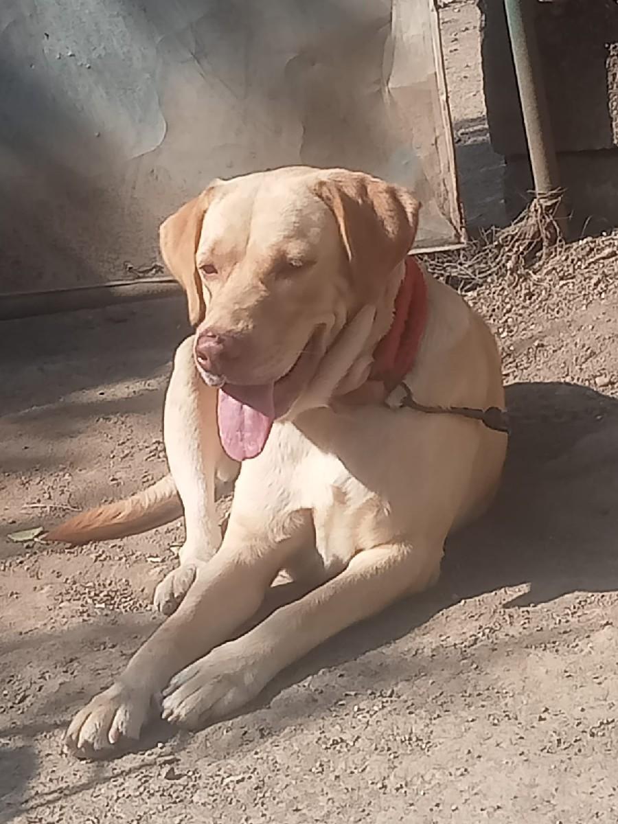 લેબરા ડોગ ફિમેલ ના સાટા