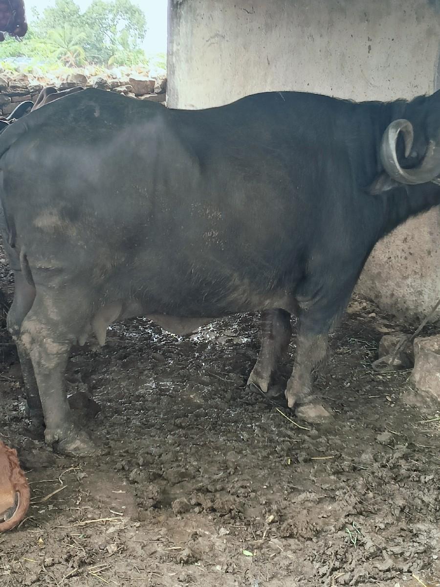 થંબનેલ 3