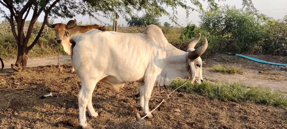 થંબનેલ 2