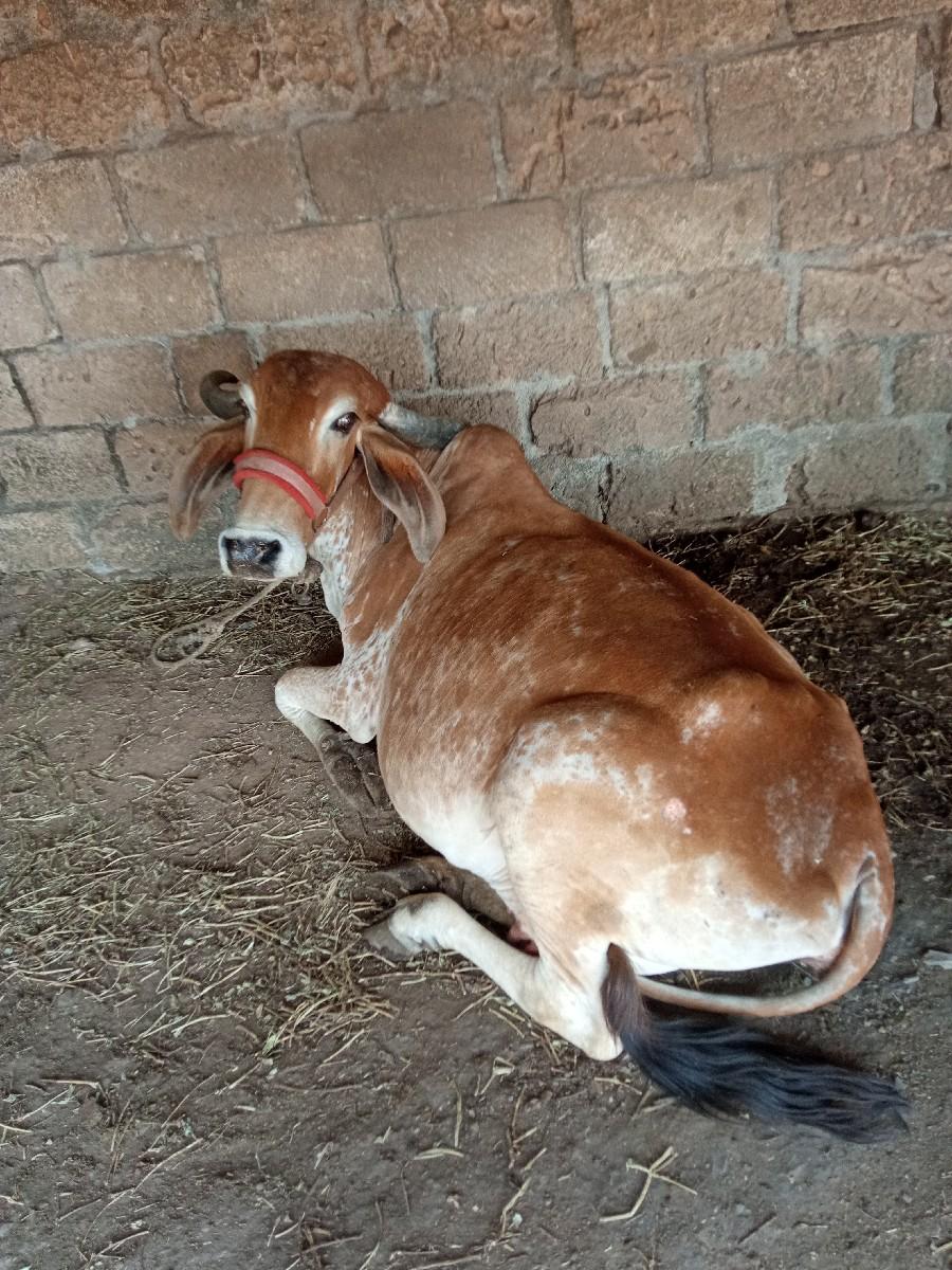 થંબનેલ 3