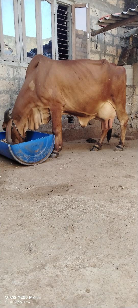 થંબનેલ 3