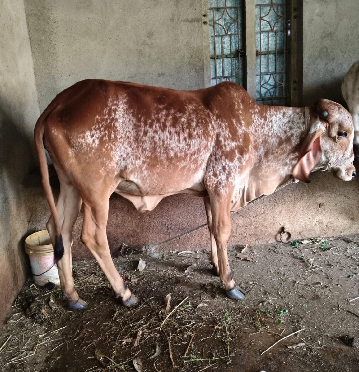 થંબનેલ 3