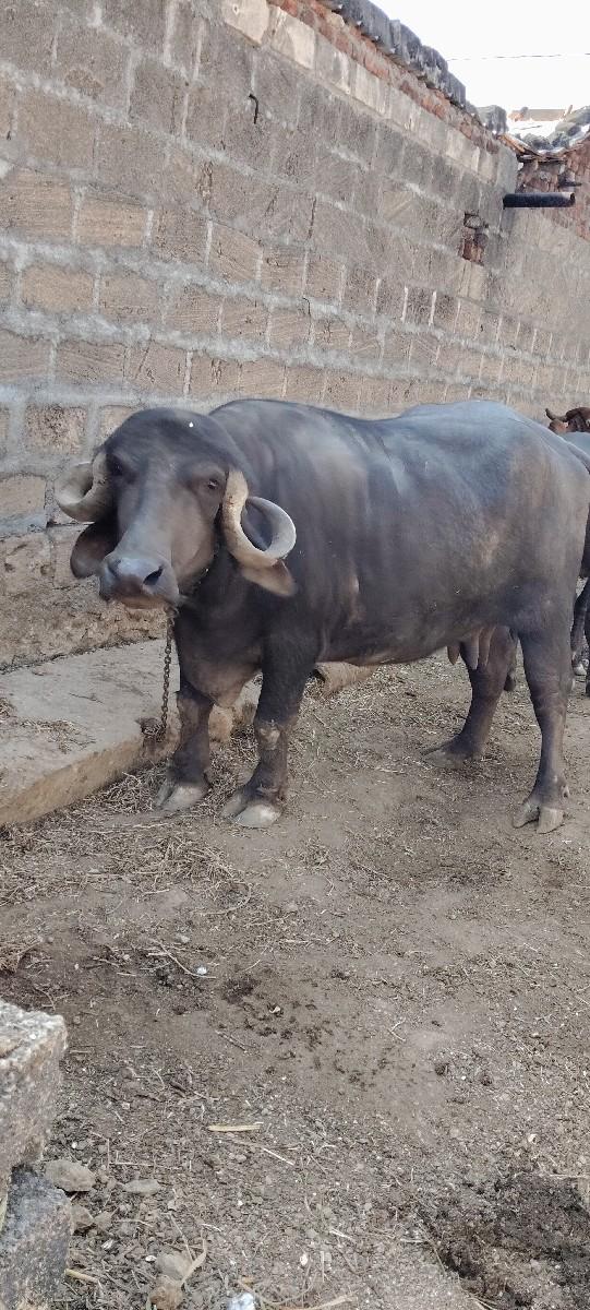 થંબનેલ 3