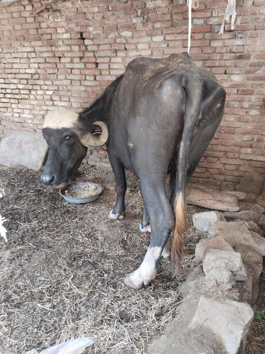 થંબનેલ 2