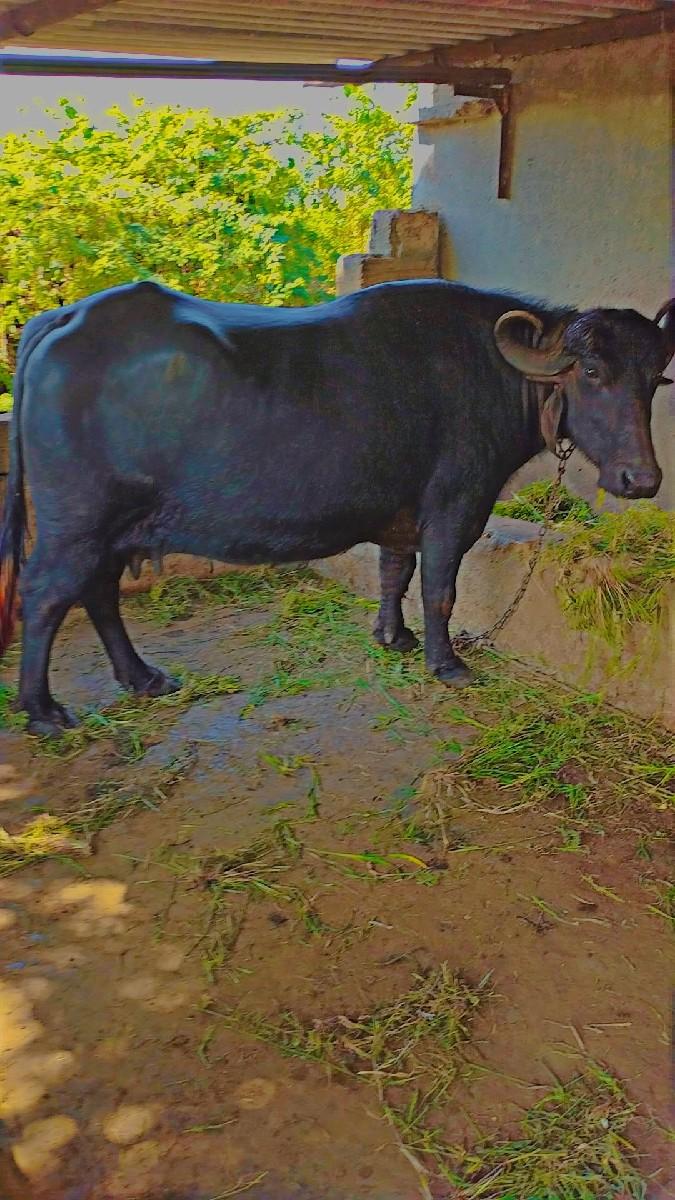 થંબનેલ 2