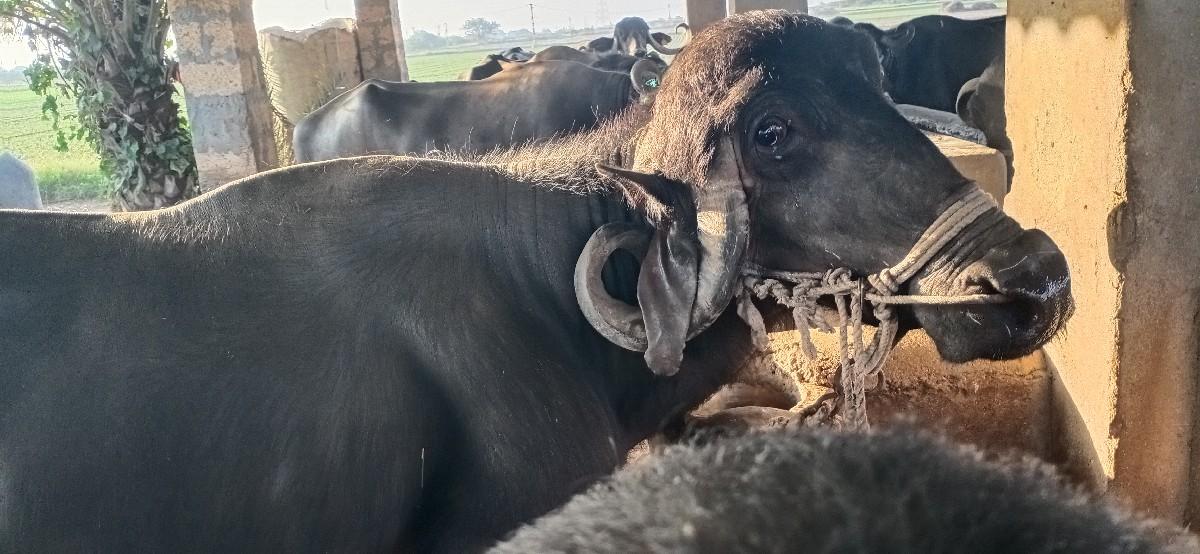 થંબનેલ 3