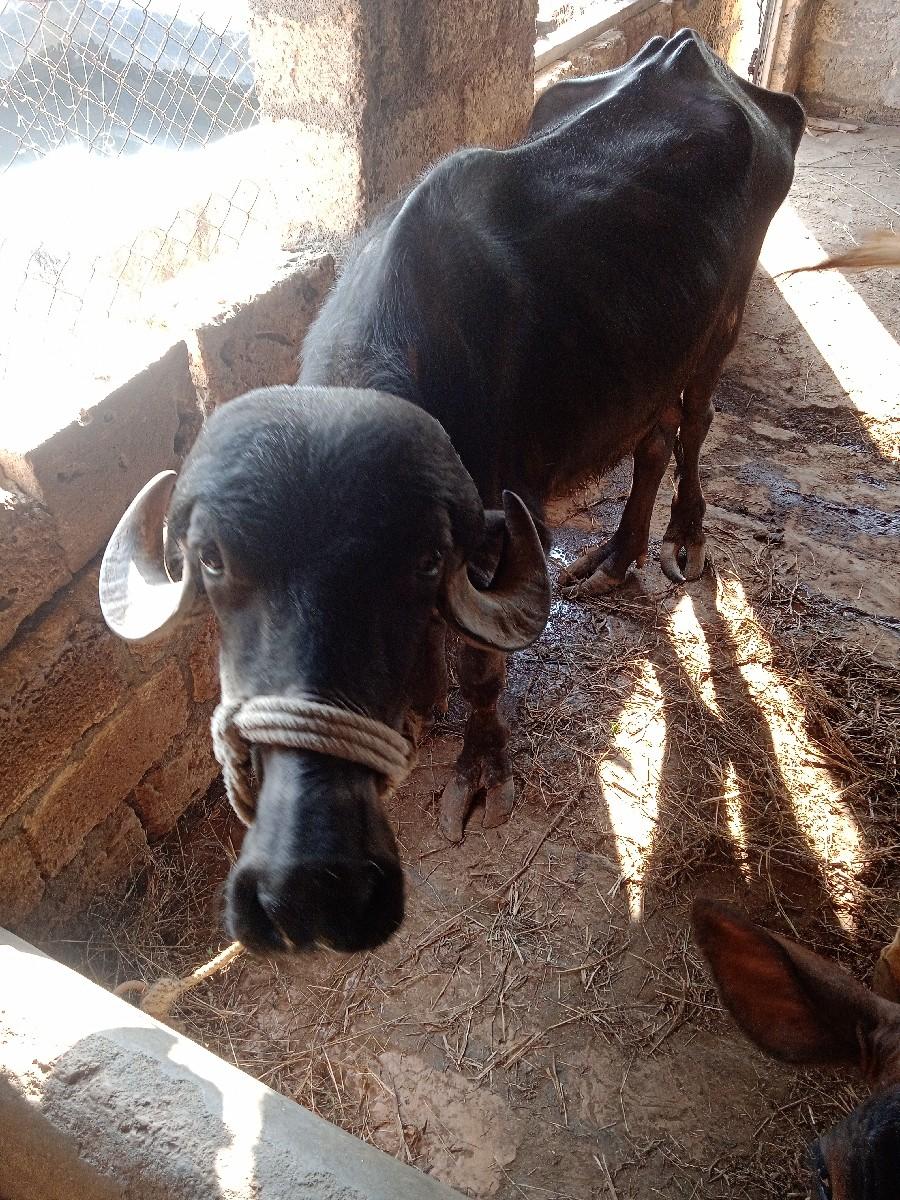 થંબનેલ 3