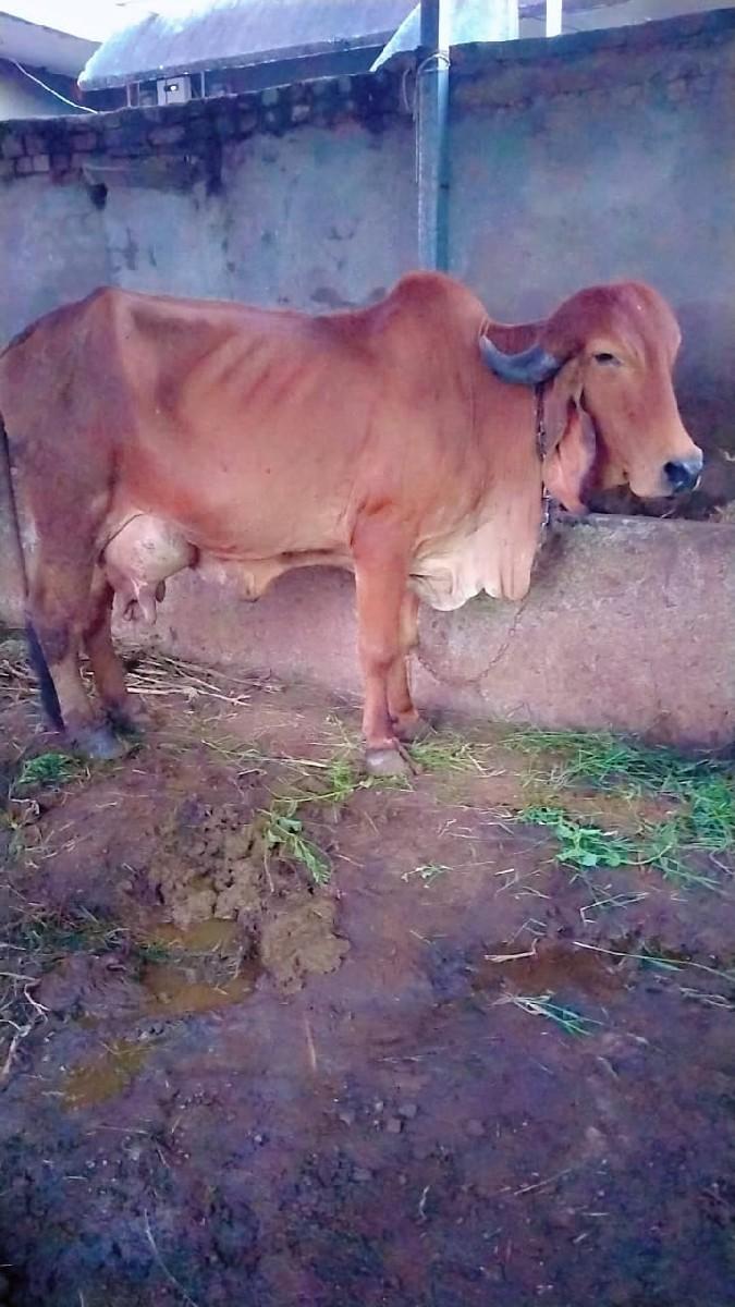 થંબનેલ 3