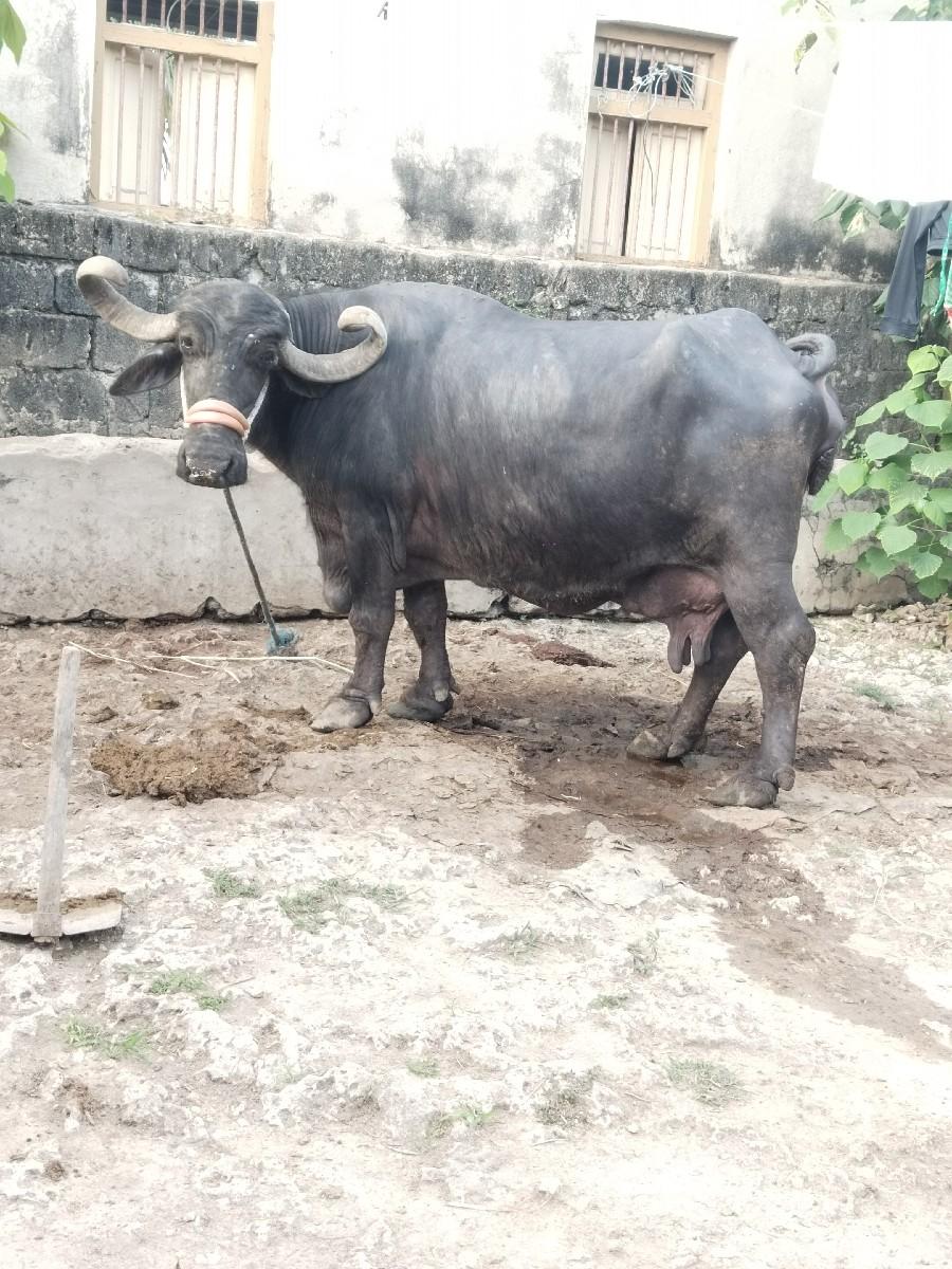 થંબનેલ 2