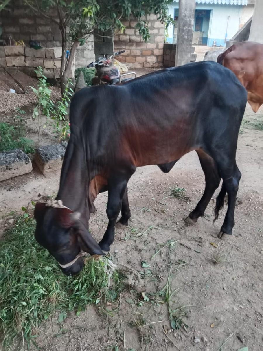 વાછડી વેચવાની છે.