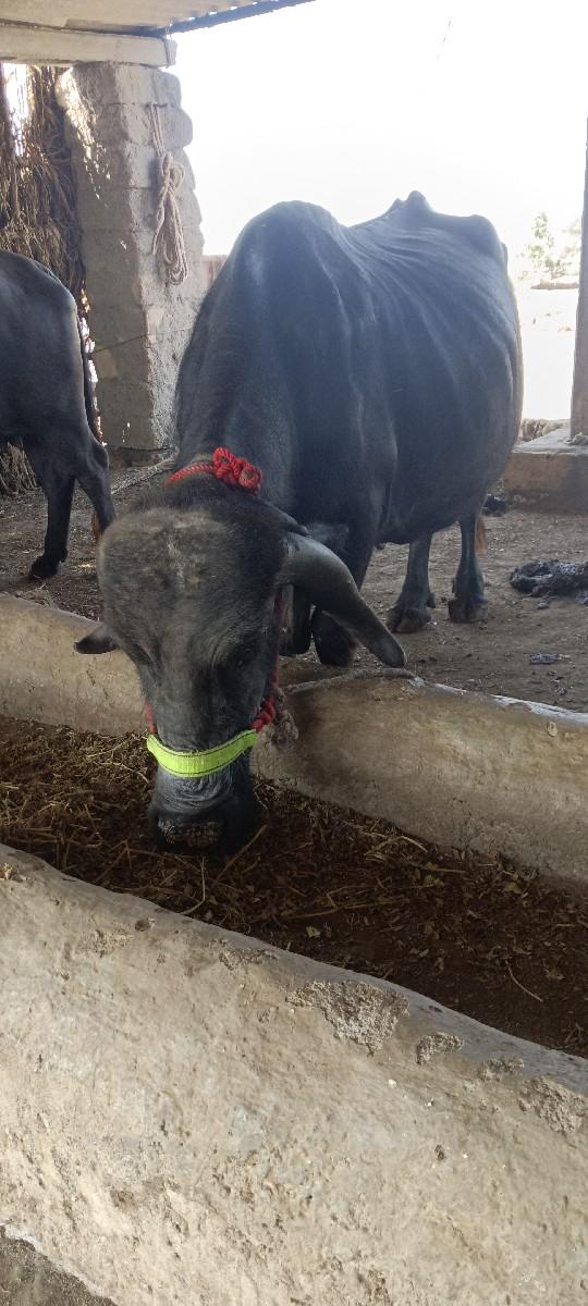 ભેસુ વેચવાની છે