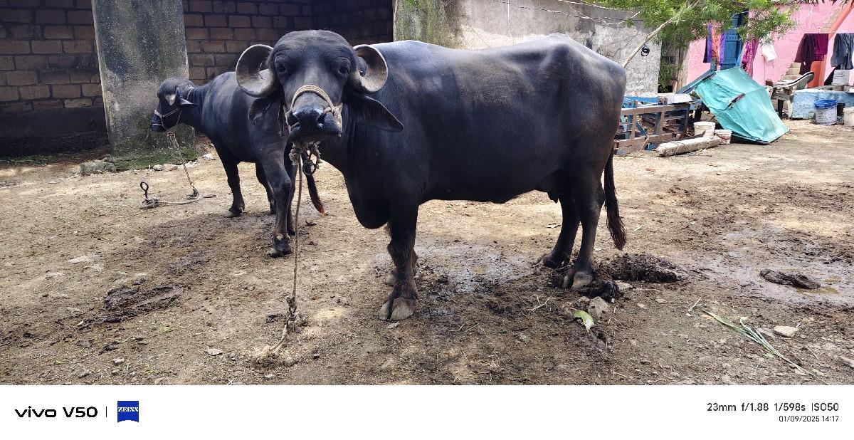 થંબનેલ 2