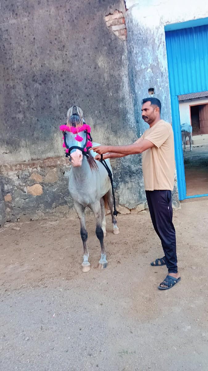 આ ધોડી વસેરી બેય વેસવાના સે