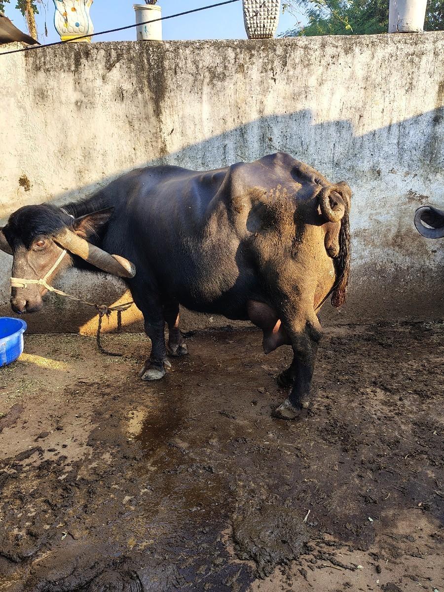 થંબનેલ 2