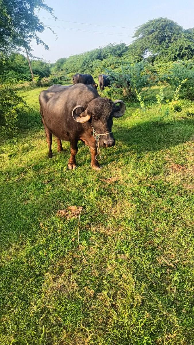 થંબનેલ 3