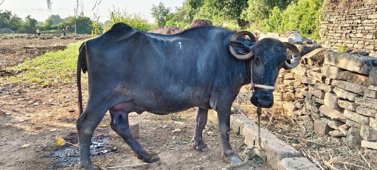 ભેંસ વેચવાની છે