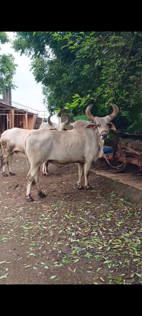 વેચવાના