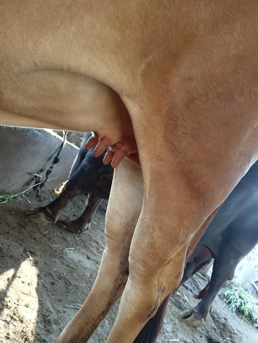 હોડકી વેચવા વની છે