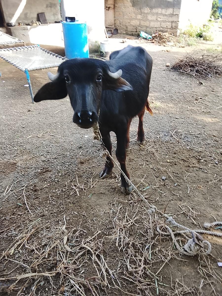 થંબનેલ 2