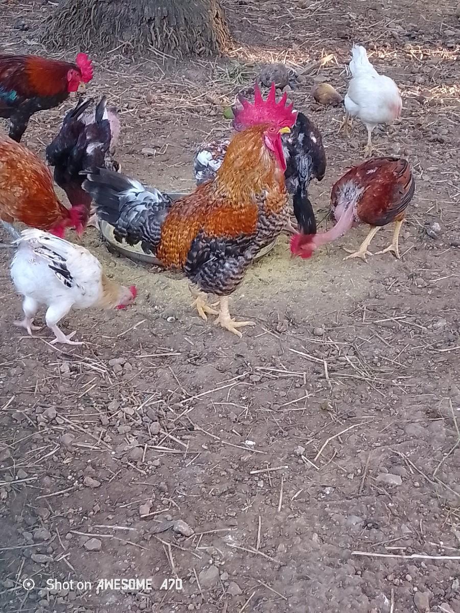 દેશી મુરઘા વેચવાના છે