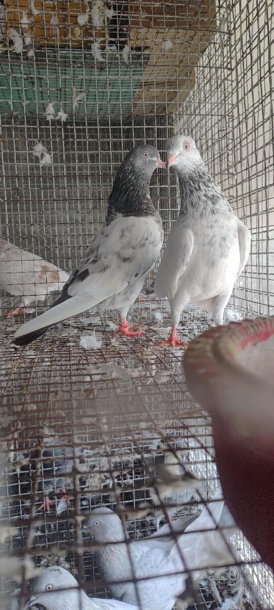 થંબનેલ 2