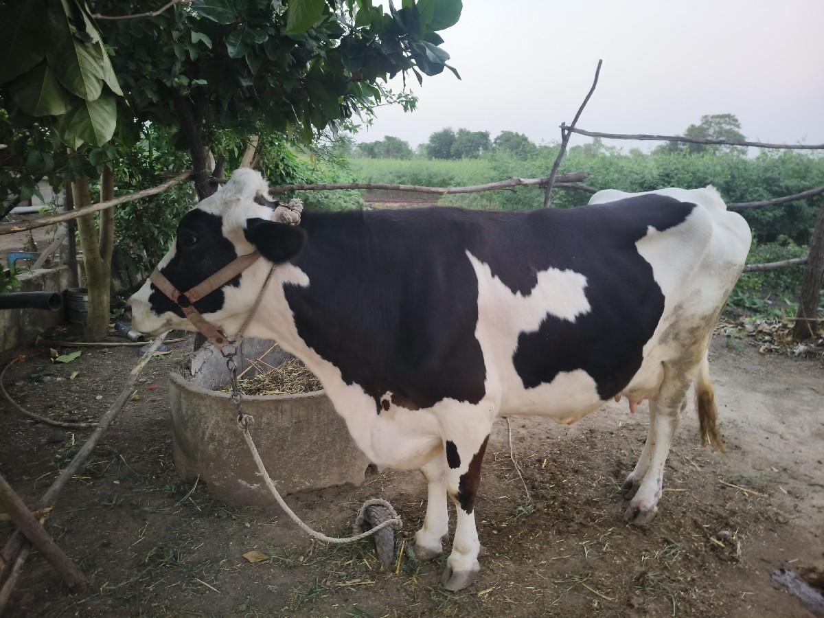 થંબનેલ 3