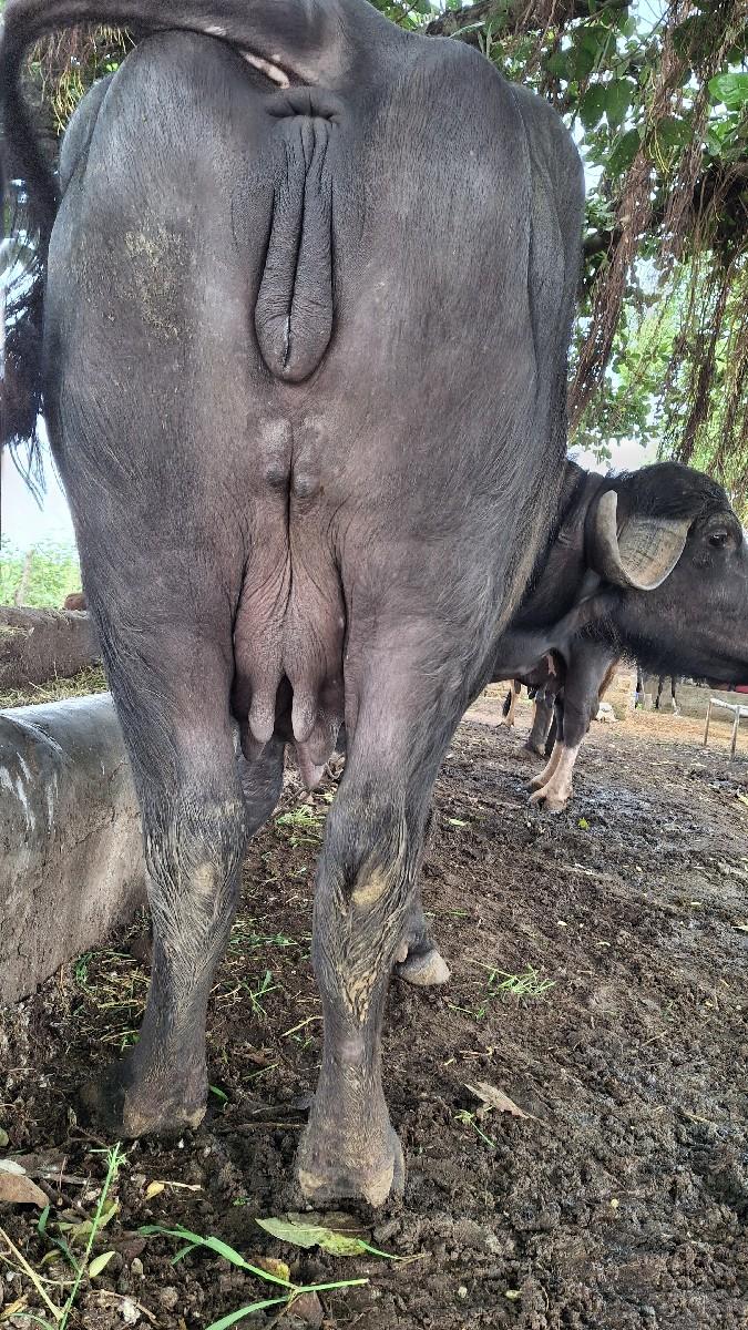 પેલુ વેતર છે