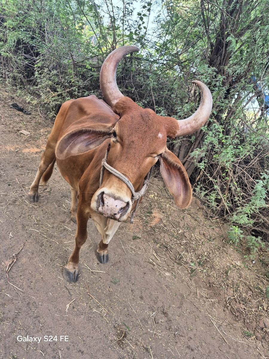 ગાય વેચવાની છેં