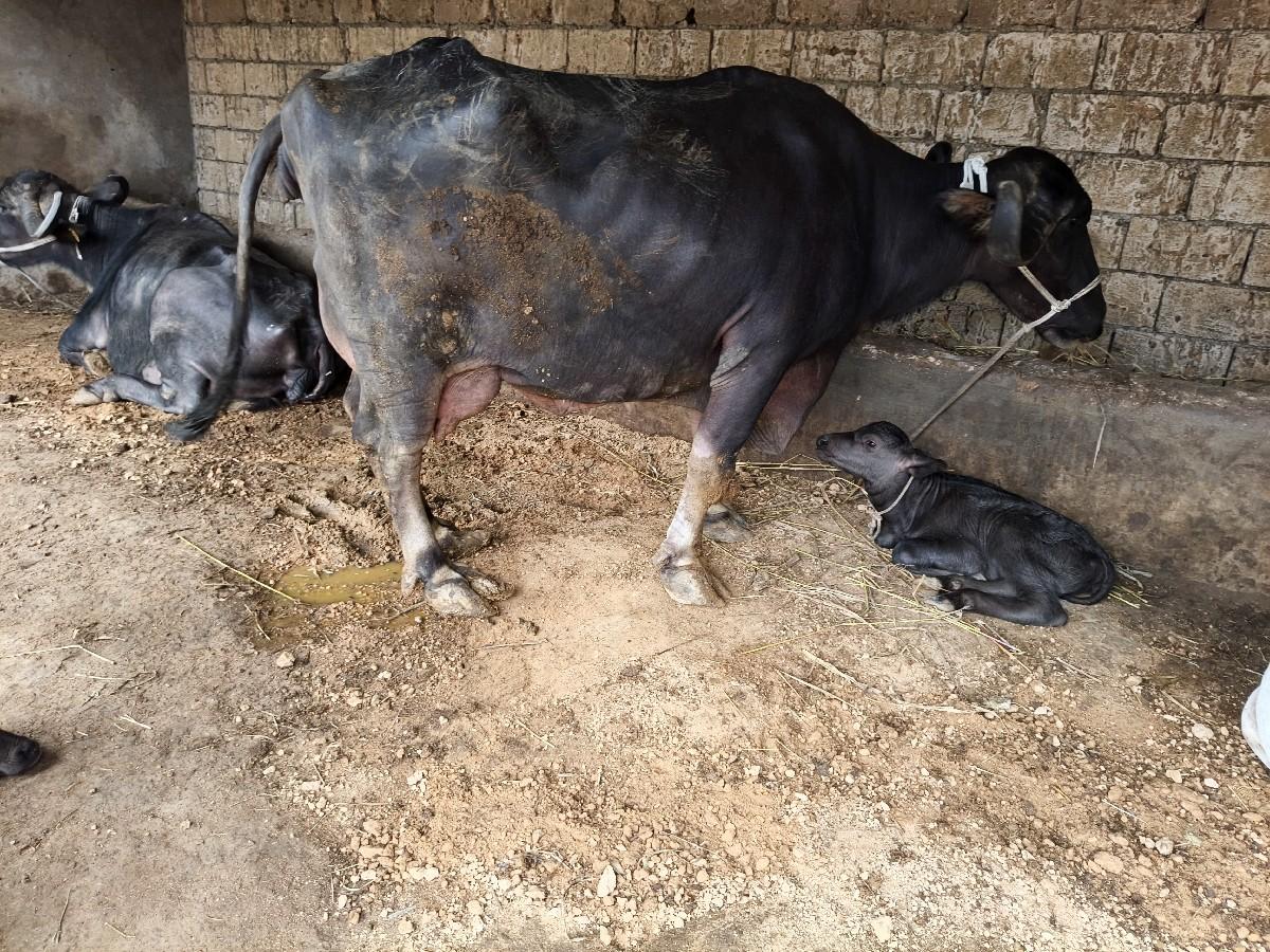 थंबनेल 3