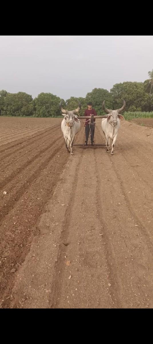 આ બળદ વેચવાના છે