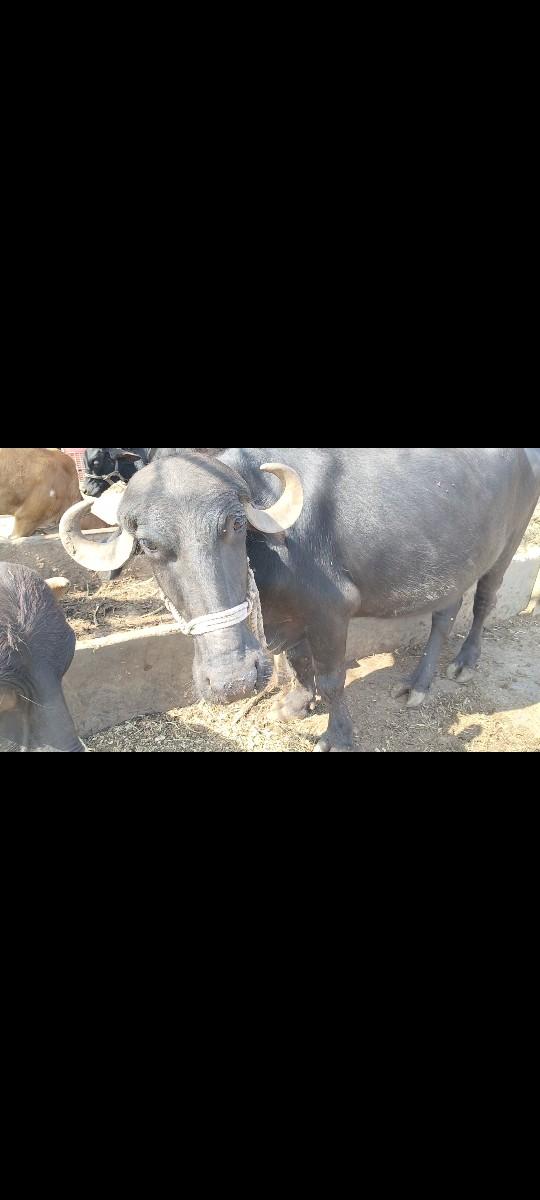 ભેંસ વેચવાની છે