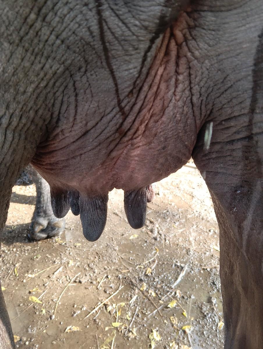 થંબનેલ 2