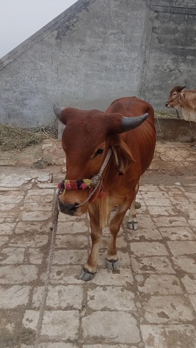 ગામ બરેજ