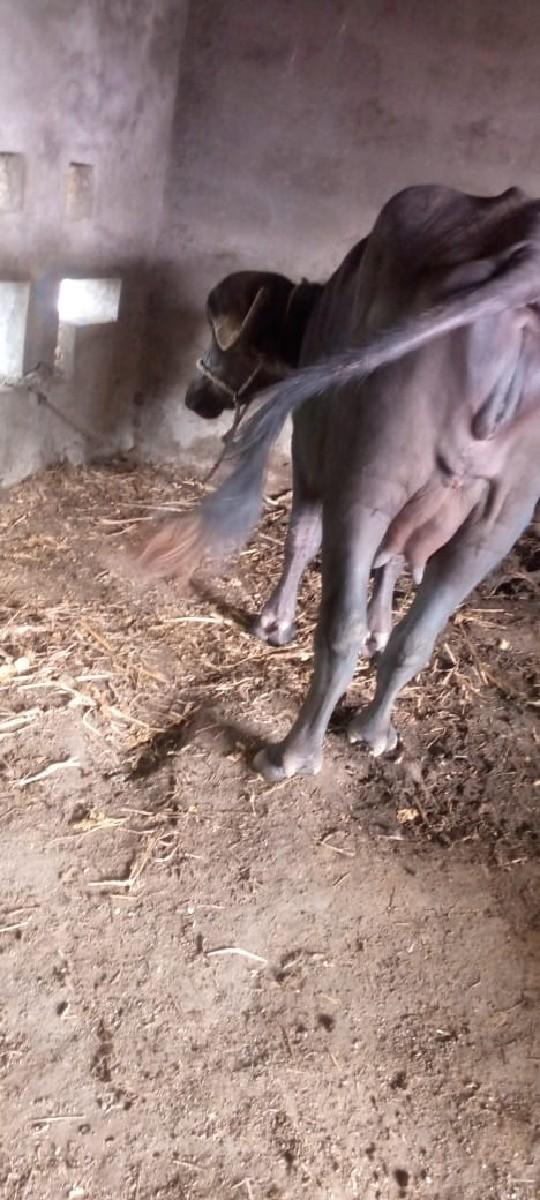 થંબનેલ 2