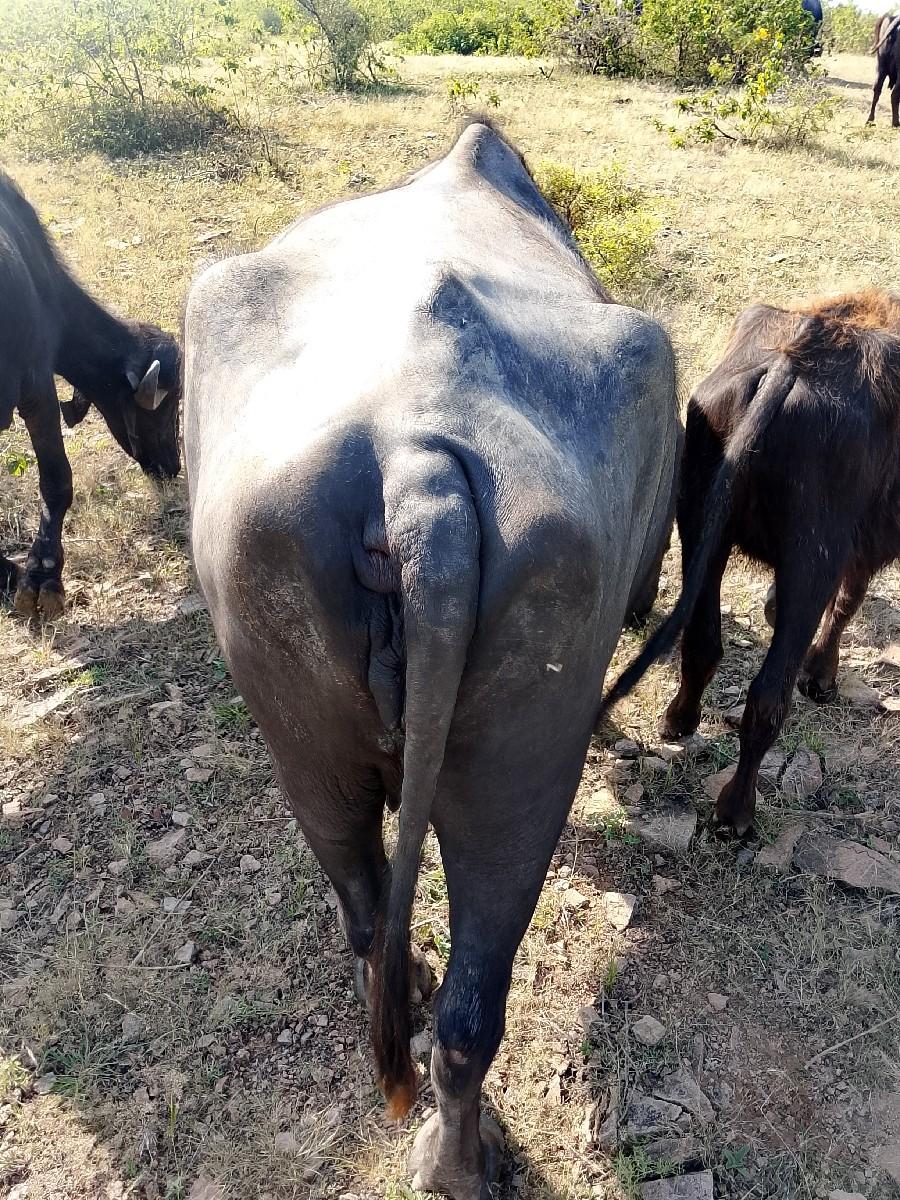 25વીણલછે 4વેતર