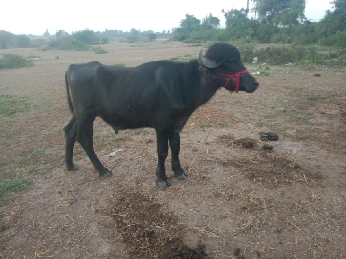 પાડો વેચવાનો છે