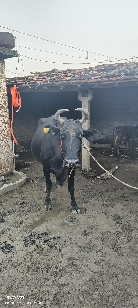 થંબનેલ 3