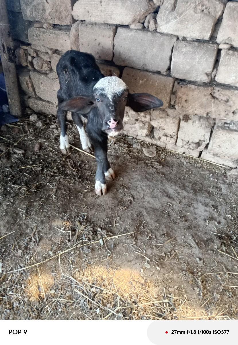 ભેંસ વેચવાની છે