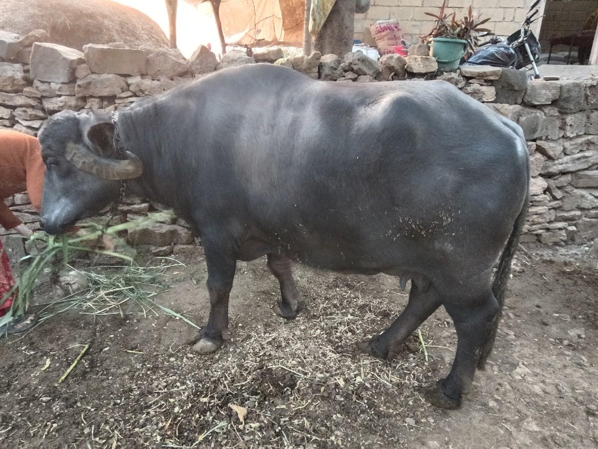 થંબનેલ 2