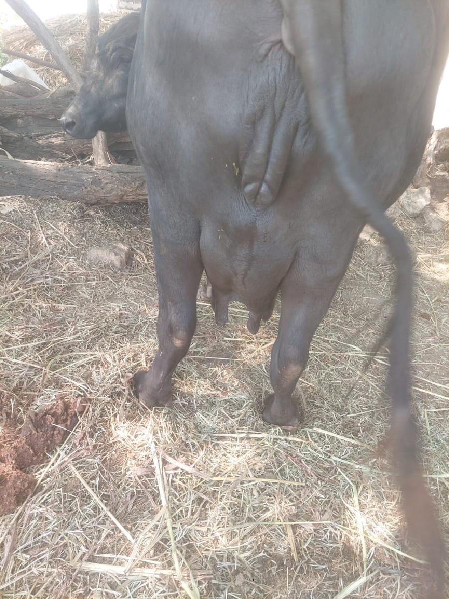 ભેસ વેચવાની ની છે