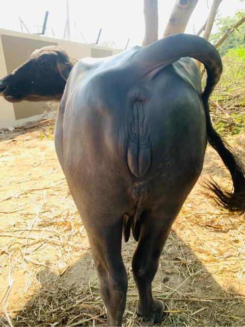 ભેસ વેચવાની છે