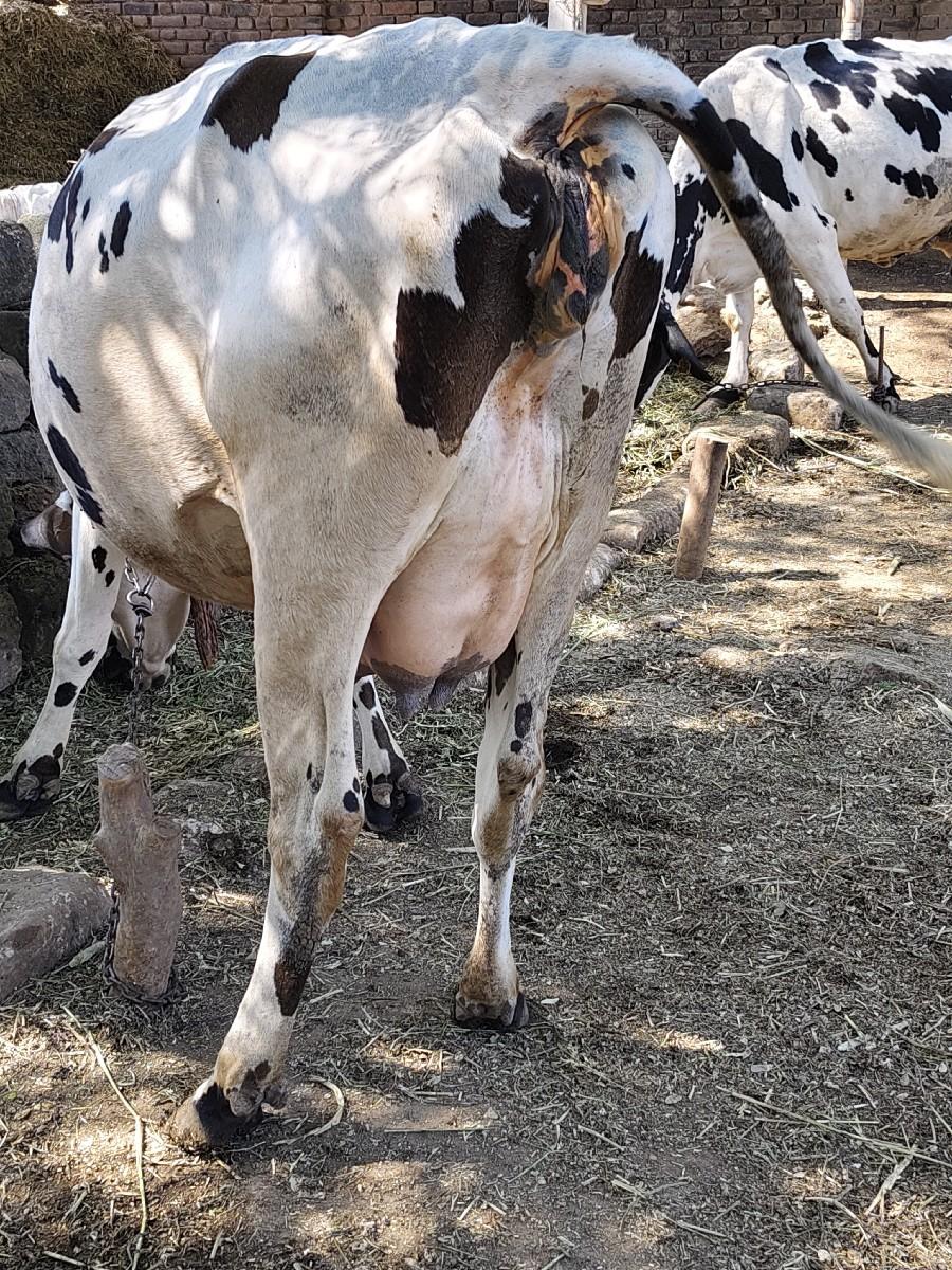 જરસી ગાય વેસવાની છે