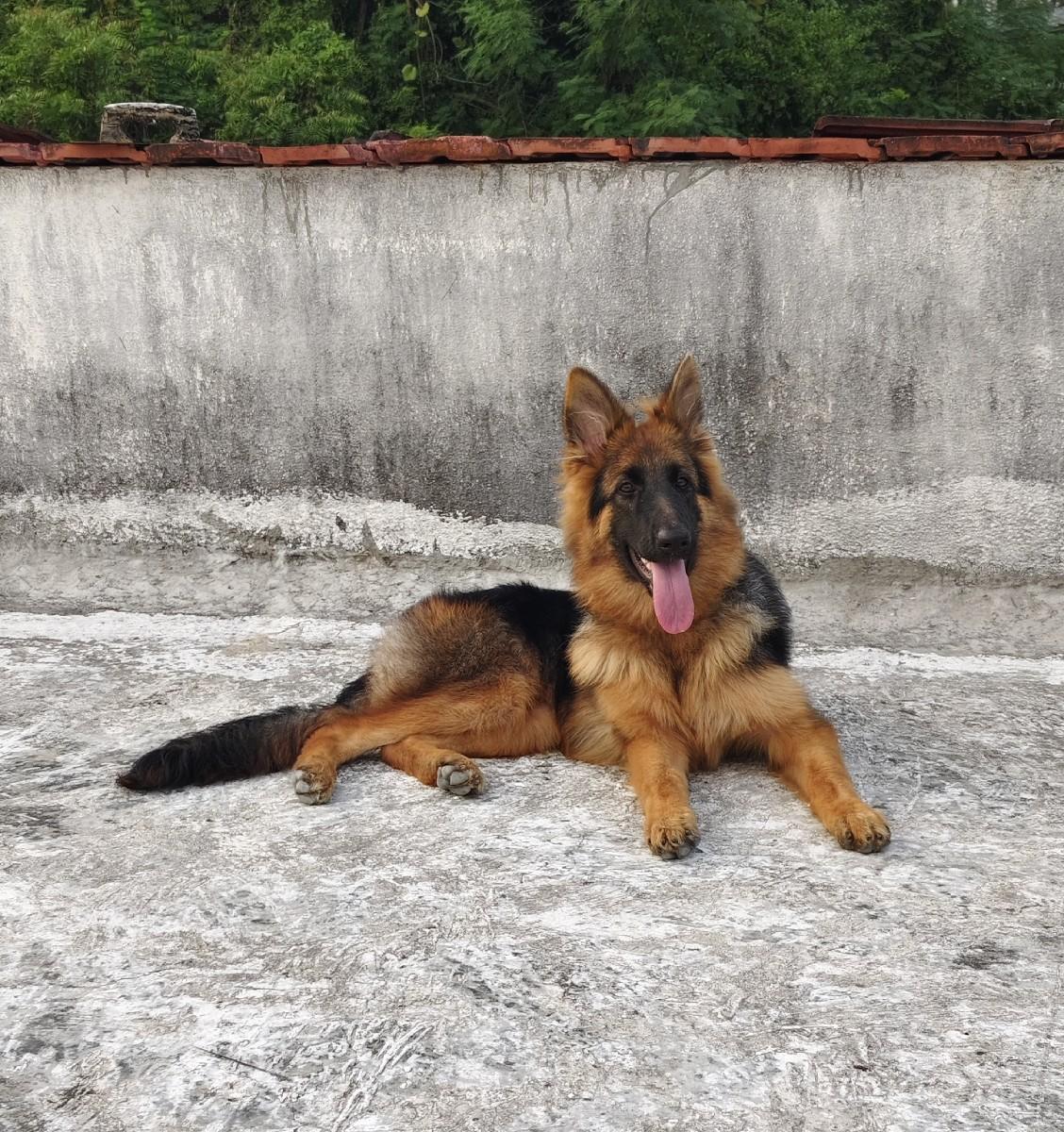 long coat gsd femel 7 month