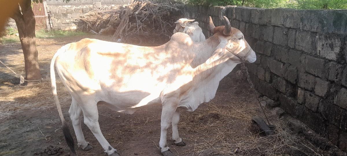 ગાયૂ વેચવા ની છે