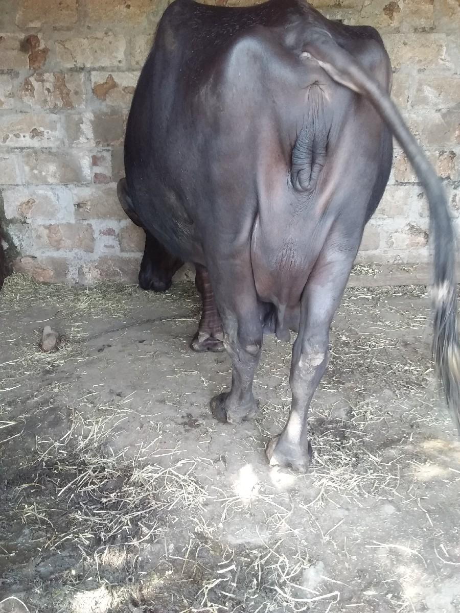 થંબનેલ 2