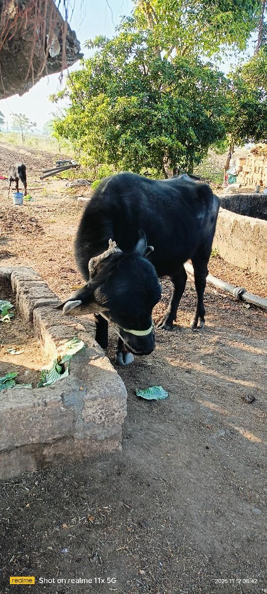 થંબનેલ 2