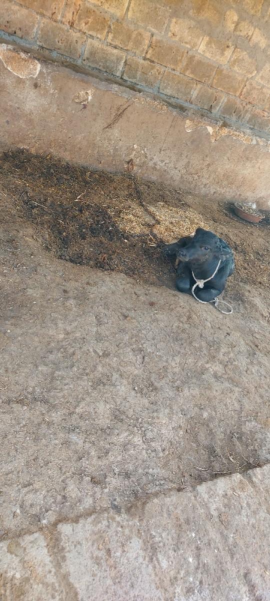 થંબનેલ 2