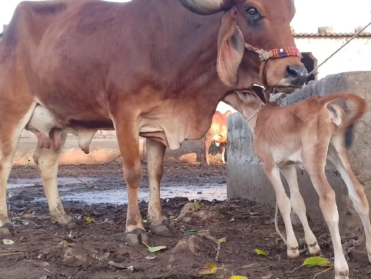 થંબનેલ 2