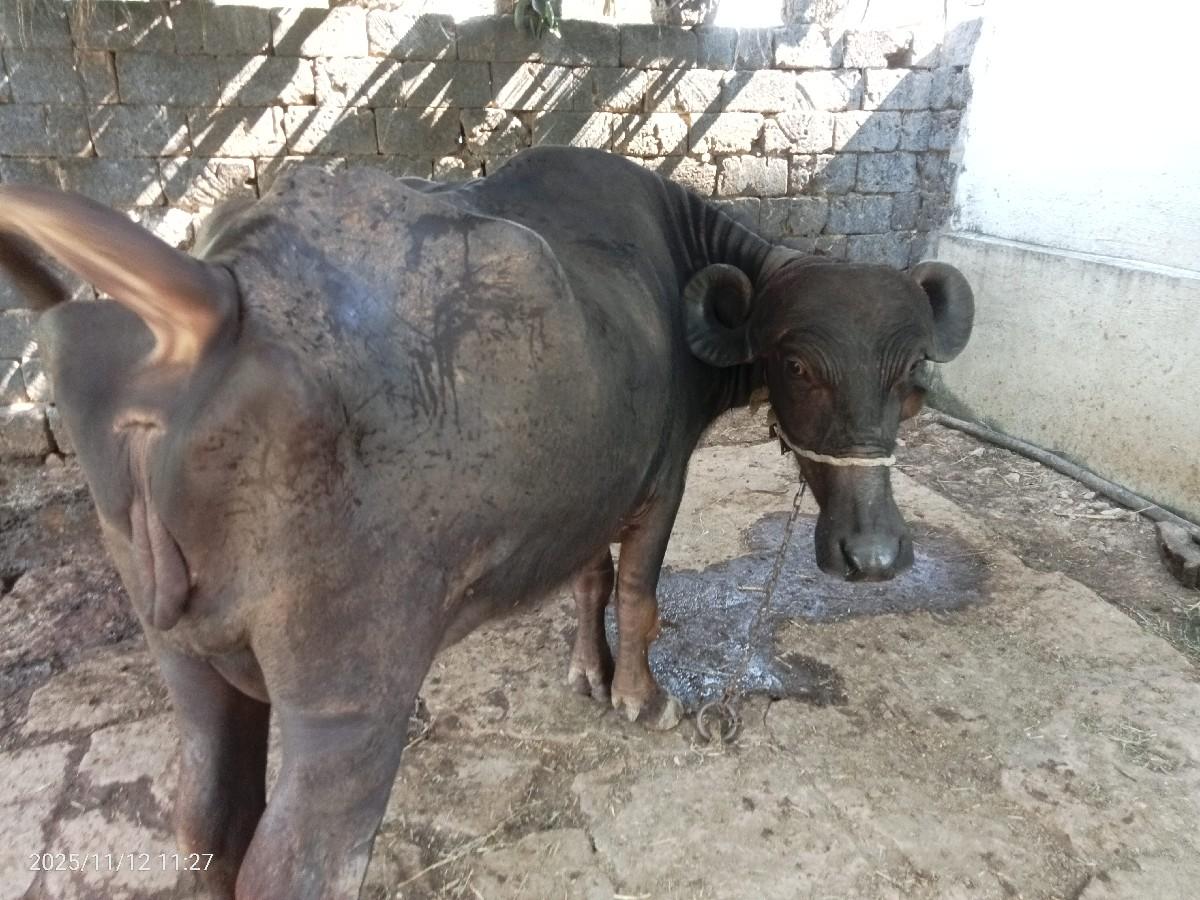 થંબનેલ 2